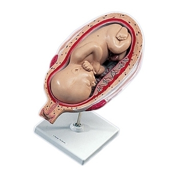 7-o nėštumo mėnesio vaisius 7-o nėštumo mėnesio vaisius