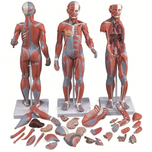 ½ natūralaus dydžio sukomplektuota moters raumenų figūra, 21 dalis