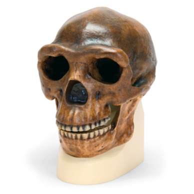 Antropologinės kaukolės modelis -  sinantropas
