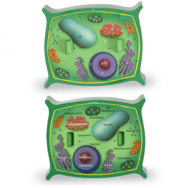 Augalo ląstelės skrespjūvio modelis
