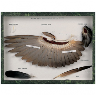 Balandžio sparno ir plunksnų modelis