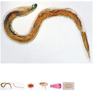 Preparatų rinkinys mikroskopui "Bendroji Parazitologija", 50 vnt. Preparatų rinkinys mikroskopui "Bendroji Parazitologija", 50 vnt.