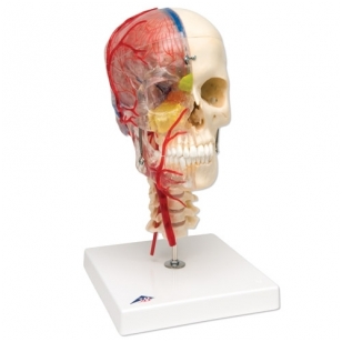 BONElike™ medžiagos žmogaus kaukolės modelis su smegenimis ir stuburo dalimi (viena pusė permatoma, o kita – kaulinga)