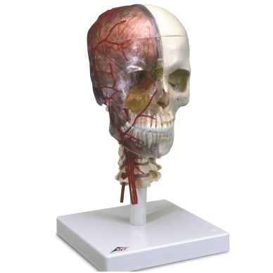 BONElike™ medžiagos žmogaus kaukolės modelis su smegenimis ir stuburo dalimi (viena pusė permatoma, o kita – kaulinga) 1