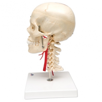 BONElike™ medžiagos žmogaus kaukolės modelis su smegenimis ir stuburo dalimi (viena pusė permatoma, o kita – kaulinga) 3