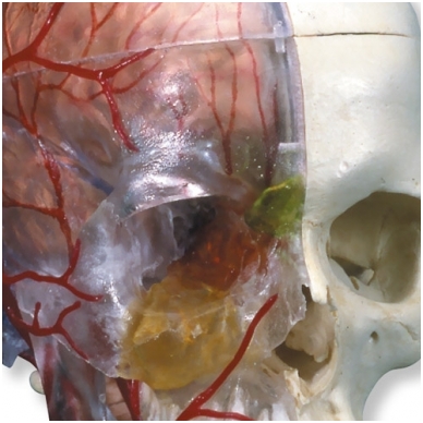 BONElike™ medžiagos žmogaus kaukolės modelis su smegenimis ir stuburo dalimi (viena pusė permatoma, o kita – kaulinga) 4