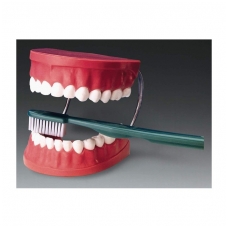 Dantų modelis su dantų šepetėliu