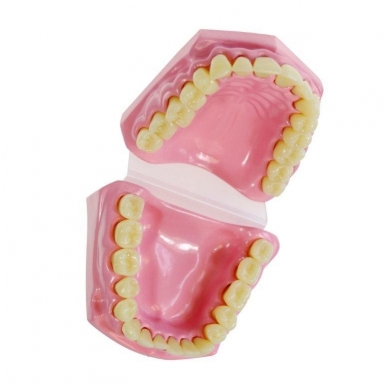 Dantų modelis 2