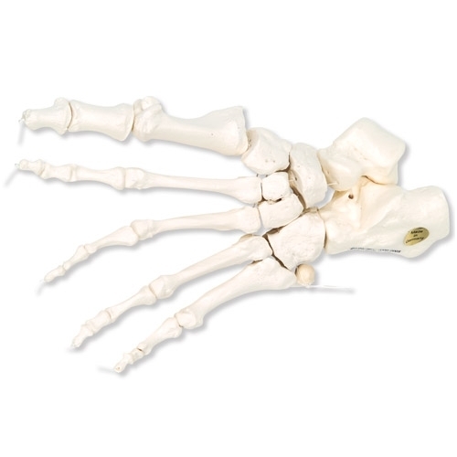 Dalinai sutvirtintas pėdos skeletas Dalinai sutvirtintas pėdos skeletas