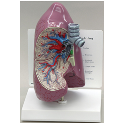 Dešiniojo plaučio modelis