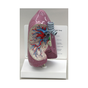 Dešiniojo plaučio modelis