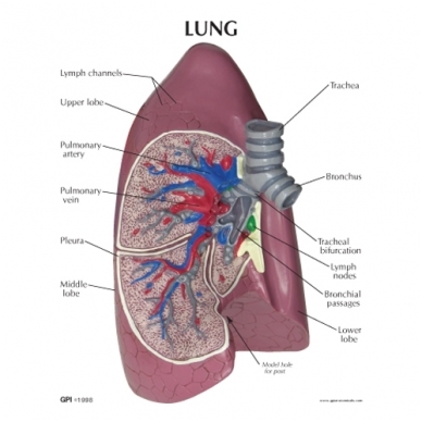 Dešiniojo plaučio modelis 1