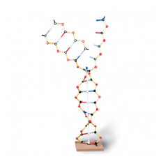 DNA-RNA modelis