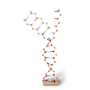 DNA-RNA modelis