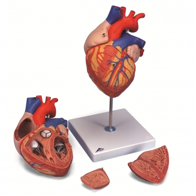 Dvigubo dydžio širdies modelis, 4 dalys