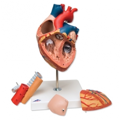 Dvigubo dydžio širdies modelis su stemple ir trachėja, 5 dalys 1