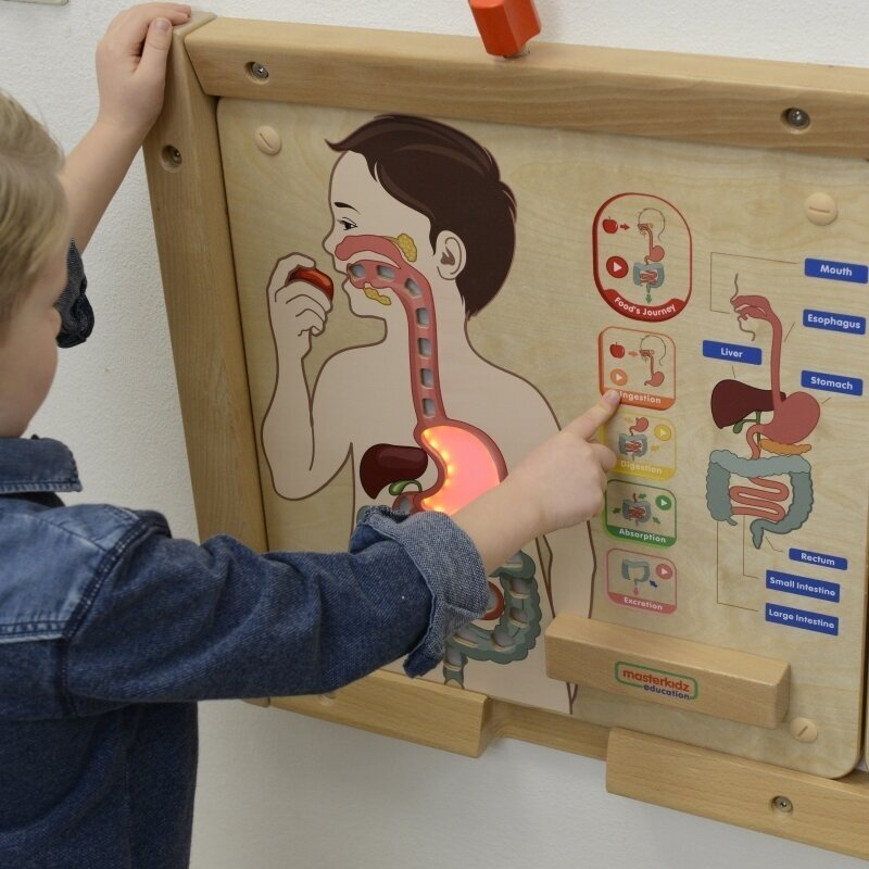 Edukacinė lenta virškinimo sistemai pažinti 1
