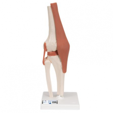 Funkcinis kelio modelis