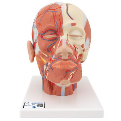 Galvos modelis su raumenimis ir kraujagyslėmis