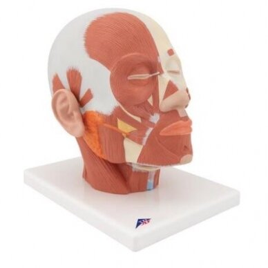 Galvos raumenų modelis 1