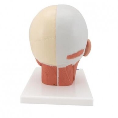 Galvos raumenų modelis 2