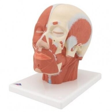 Galvos raumenų modelis 4