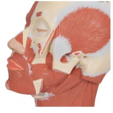 Galvos raumenų modelis 5