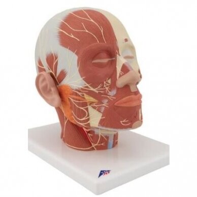 Galvos raumenų modelis su nervais 1