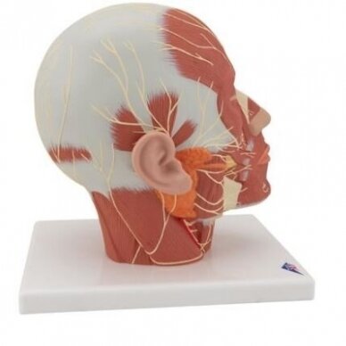 Galvos raumenų modelis su nervais 2