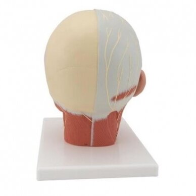 Galvos raumenų modelis su nervais 3