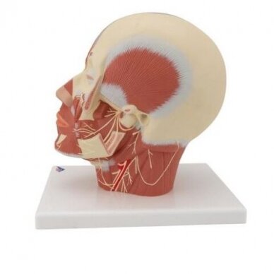 Galvos raumenų modelis su nervais 4