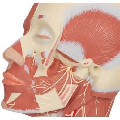 Galvos raumenų modelis su nervais 5