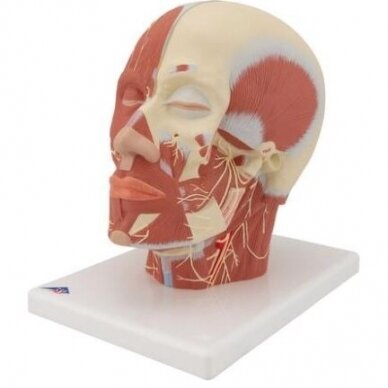 Galvos raumenų modelis su nervais 6