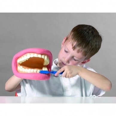 Dantų modelis