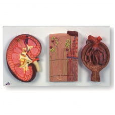 Inkstų dalis, nefronai, kraujagyslės ir inkstų kūnelis