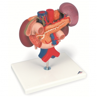 Inkstų modelis su užpakalinės dalies organais viršutinėje pilvo ertmėje (3 dalys)