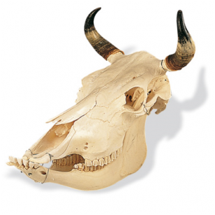 Karvės kaukolės modelis