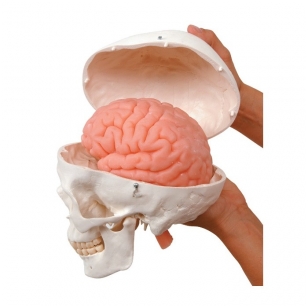 Kaukolės modelis su smegenimis
