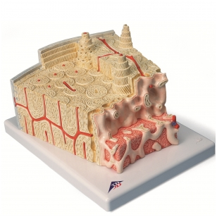 Kaulo struktūros modelis