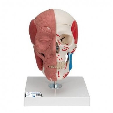 Kaukolės modelis su veido raumenimis