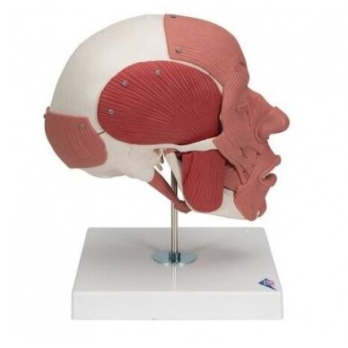 Kaukolės modelis su veido raumenimis 1