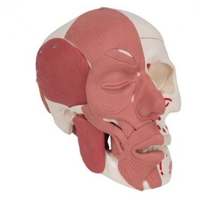 Kaukolės modelis su veido raumenimis 4