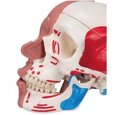 Kaukolės modelis su veido raumenimis 6
