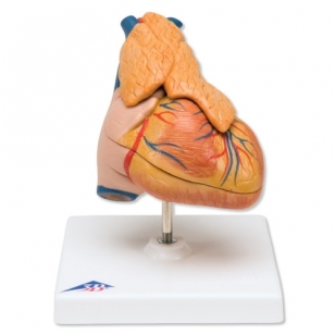 Klasikinis širdies modelis su užkrūčio liauka, 3 dalys