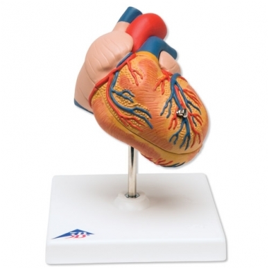 Klasikinis širdies modelis su kairiojo skilvelio hipertrofija, 2 dalys 1