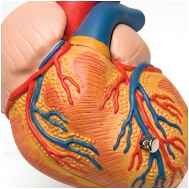 Klasikinis širdies modelis su kairiojo skilvelio hipertrofija, 2 dalys 2