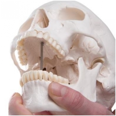 Klasikinis žmogaus kaukolės modelis, 3 dalys 2