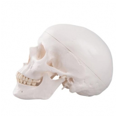 Klasikinis žmogaus kaukolės modelis, 3 dalys 3