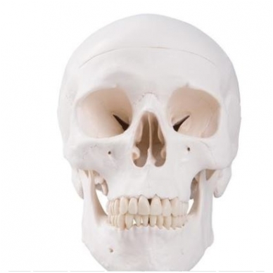 Klasikinis žmogaus kaukolės modelis, 3 dalys