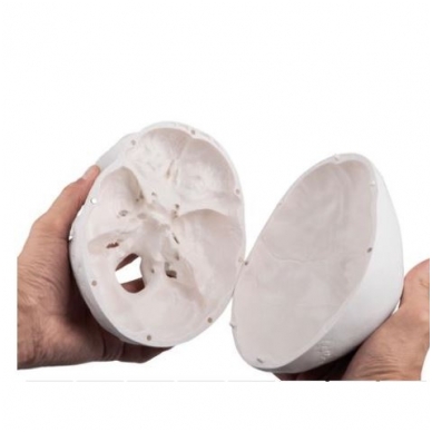Klasikinis žmogaus kaukolės modelis, 3 dalys 4